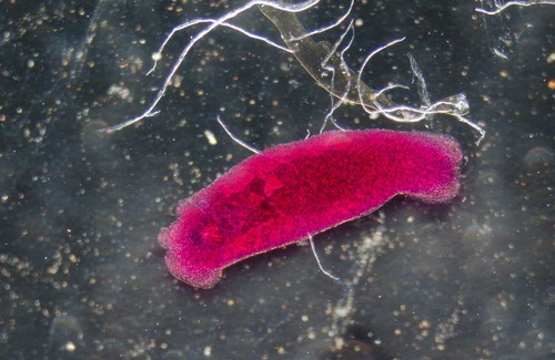 Parasita