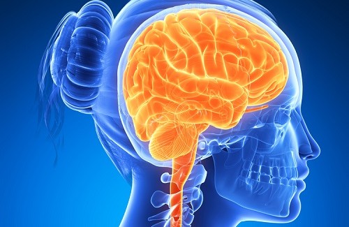 Alimentos que potencializam o cérebro Alimentos que potencializam o cérebro