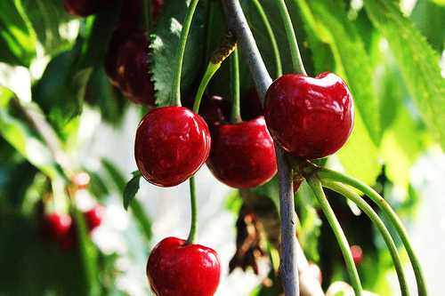 Cereja é um dos alimentos para rejuvenescer