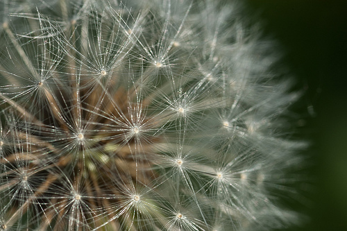 dente-de-leao-Danel-Solabarrieta