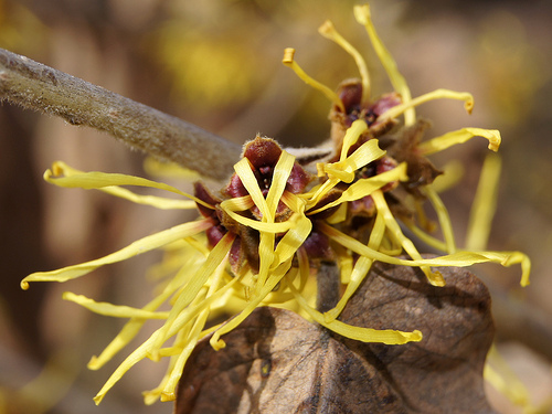 Água de Hamamelis para controlar a transpiração excessiva