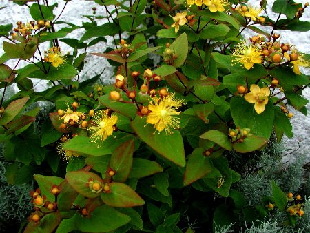 hipericao_androsaemum_orange_flair