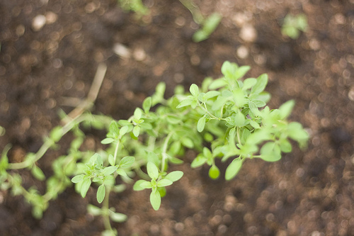 oregano-Fernando-Stankruns