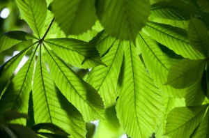 Infusão depurativa com cavalinha