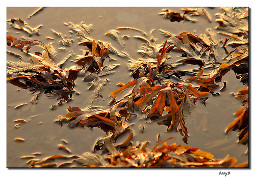 Algas que podem prevenir o câncer