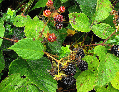 Amora pode prevenir o câncer