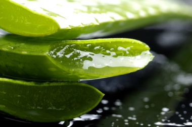 Babosa, planta medicinal refrescante e cicatrizante