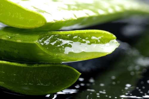 Babosa, planta medicinal refrescante e cicatrizante