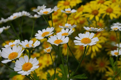 a artrose