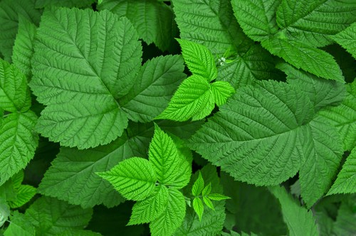 Folhas de framboesa são uma das melhores ervas medicinais