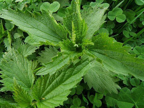 a rinite alérgica