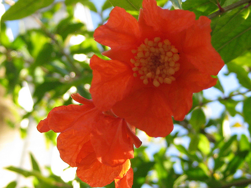 roma-flor-four-years