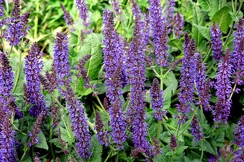 salvia
