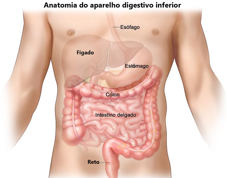 Aparelho digestivo inferior