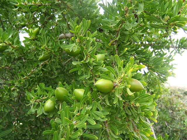 Argania_spinosa