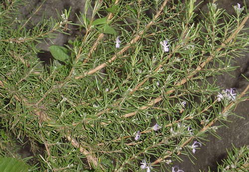 Óleo de alecrim para crescimento dos cabelos