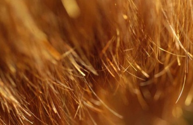 Tratamentos caseiros para cuidar das pontas secas