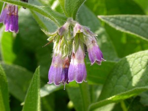 Planta medicinal para tratamento da tendinite