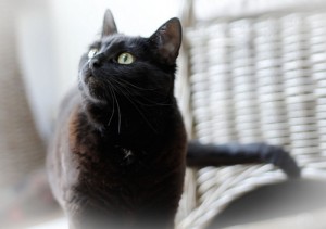 Usos alternativos dos azeite de oliva na saúde do gato