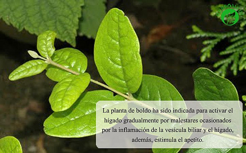 Beneficios-boldo
