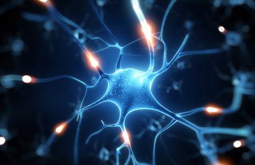 Resveratrol: um excelente escudo para o seu cérebro Resveratrol: um excelente escudo para o seu cérebro