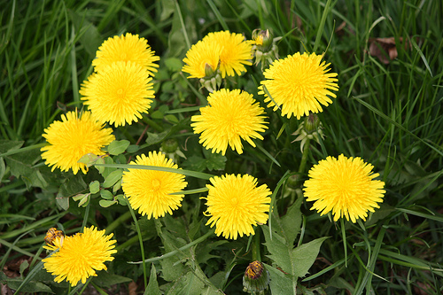 Benefícios do dente de leão para o organismo