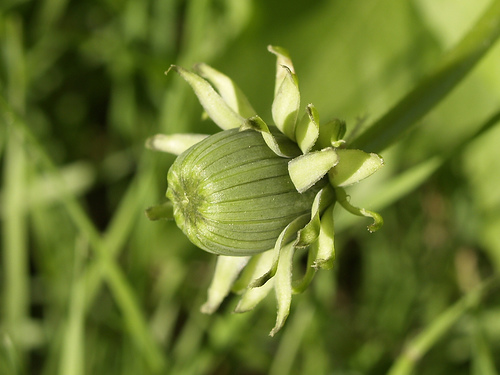 Benefícios do dente de leão para o organismo