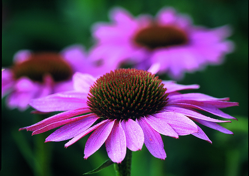 Echinacea purpurea - roter Sonnenhut Bluehende Pflanze.; Echinacea purpurea - purple coneflower, flowering Plant.; Echinacea purpurea - roter Sonnenhut, Blhende Pflanze.; Echinacea purpurea - purple coneflower, flowering plant.; Purple Coneflower - Echin