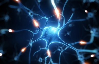 Resveratrol: um excelente escudo para o seu cérebro