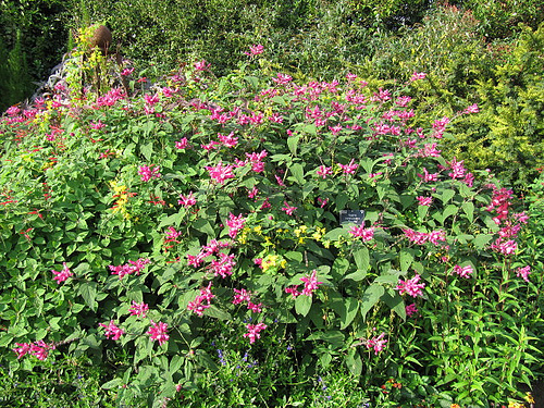 salvia2