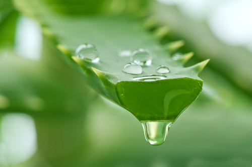 A aloe vera é um dos descongestionantes naturais