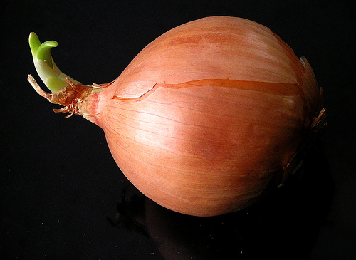 cebolla-muffet