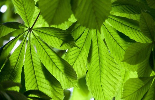A cavalinha, uma planta remineralizante para o emagrecimento
