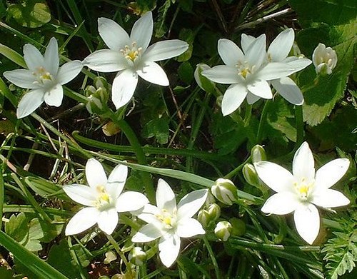 a síndrome do ovário policístico