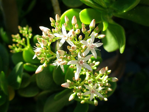 plantas3
