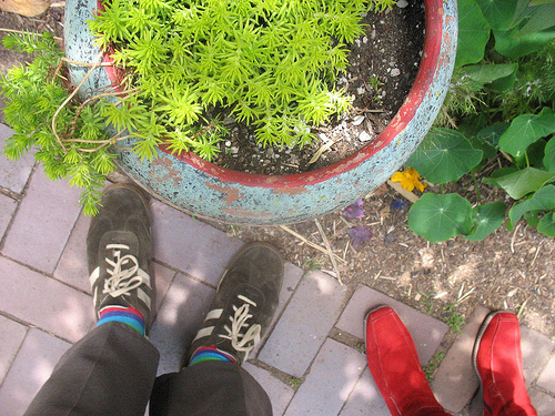 plantas6