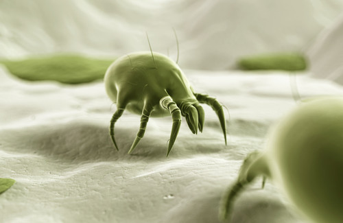 Arrumar a cama evita a proliferação de ácaros