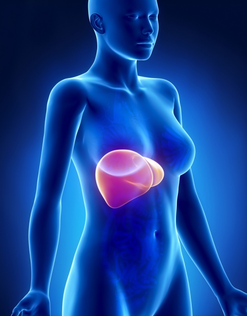 Ilustração do fígado no corpo feminino