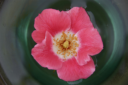 Água de rosas para manter o cabelo perfumado