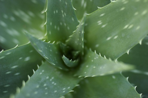 aloe-vera