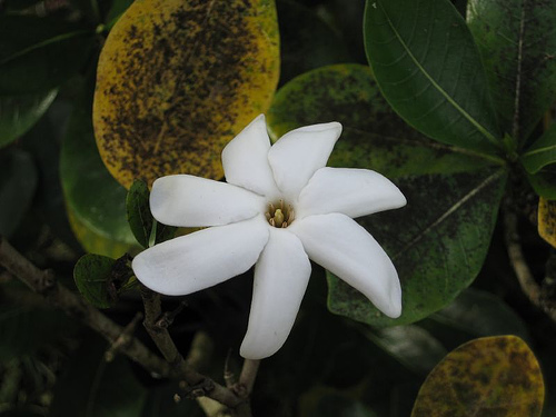 óleo natural para manter o cabelo perfumado