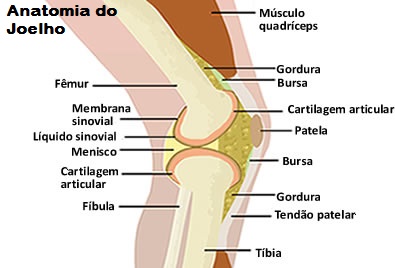 Anatomia do joelho