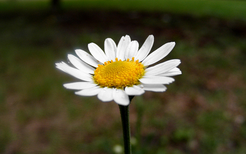 Camomila pode ajudar na diverticulite