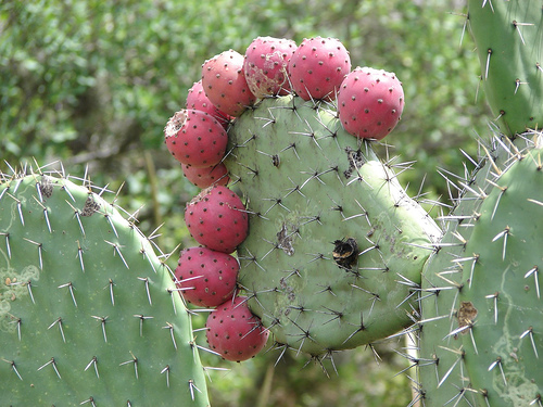 nopal3