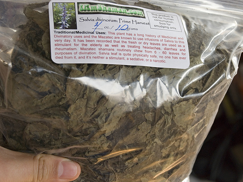 salvia4