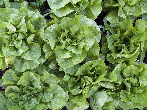 Vegetais de folhas verdes são ricos em vitaminas para a pele