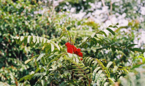 Limpe o fígado com casa de árvore de borututu