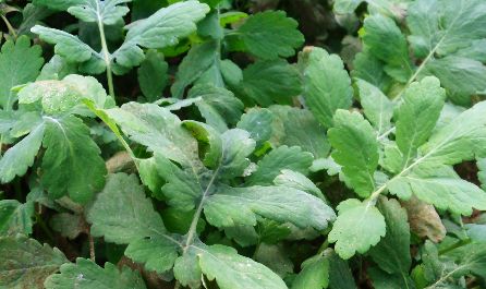 Limpe o fígado com celidonia maior