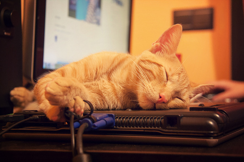 Lo-que-los-gatos-nos-pueden-enseñar-en-cuanto-a-dormir