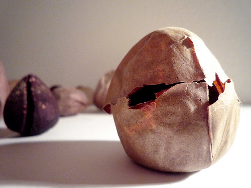 As propriedades que a semente do abacate tem